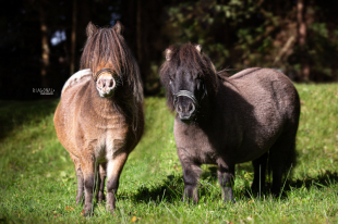 gallery/sr1b4272-mitlogo_klein